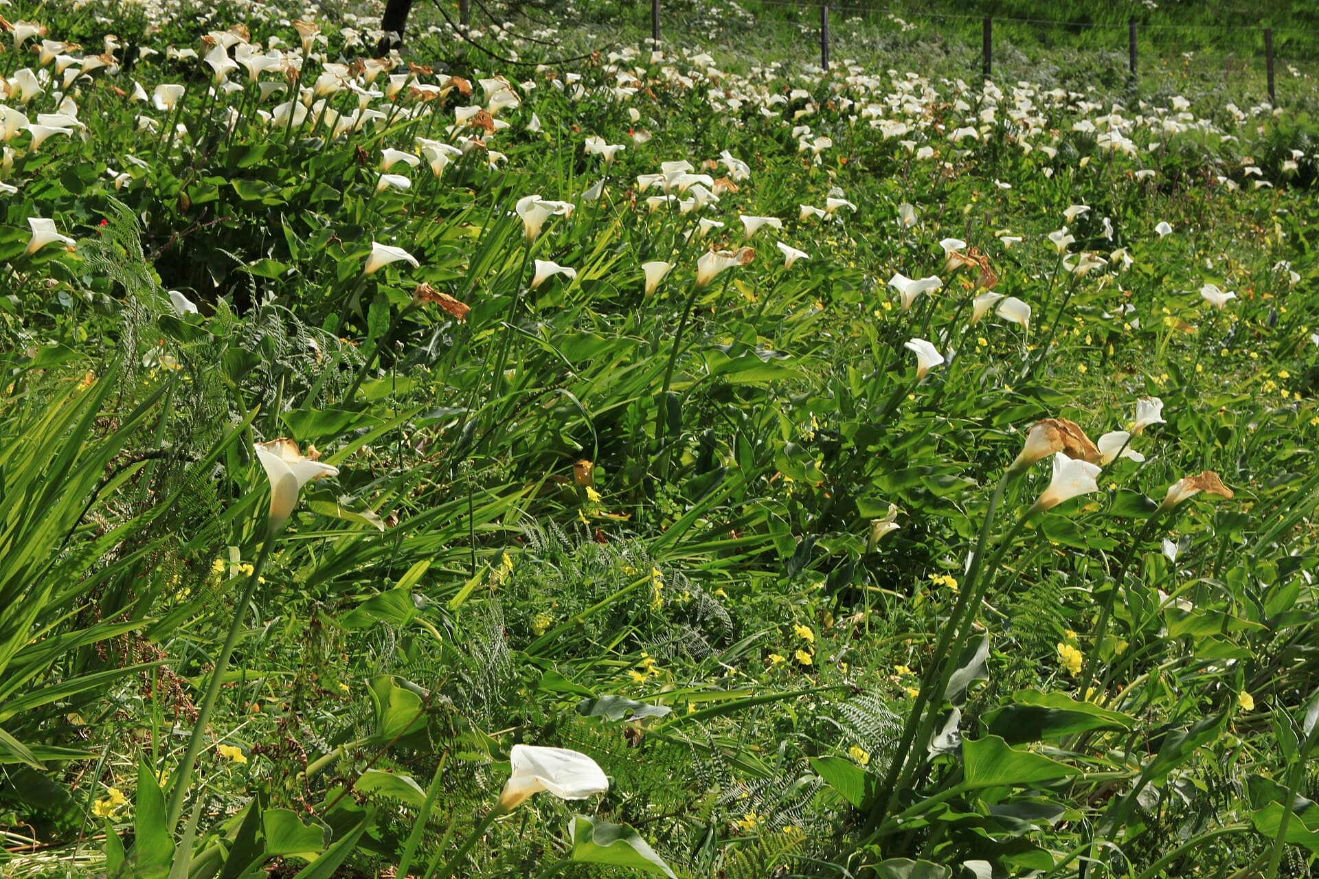 Palheiro estate gardens — photo by muffinn from Worcester, UK, CC BY 2.0, via Wikimedia Commons
