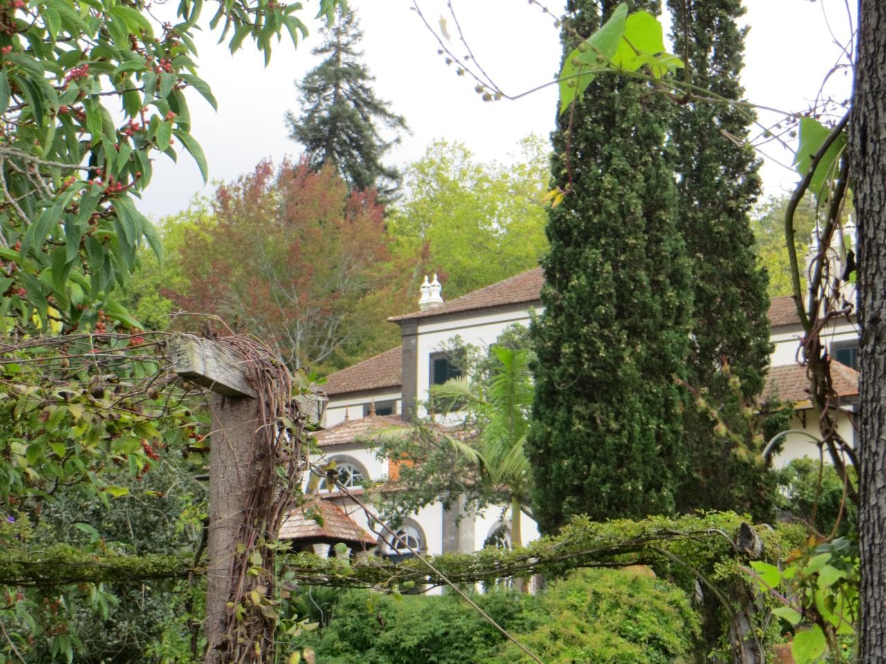 Palheiro estate gardens — photo by Vix_B, CC BY 2.0, via Wikimedia Commons