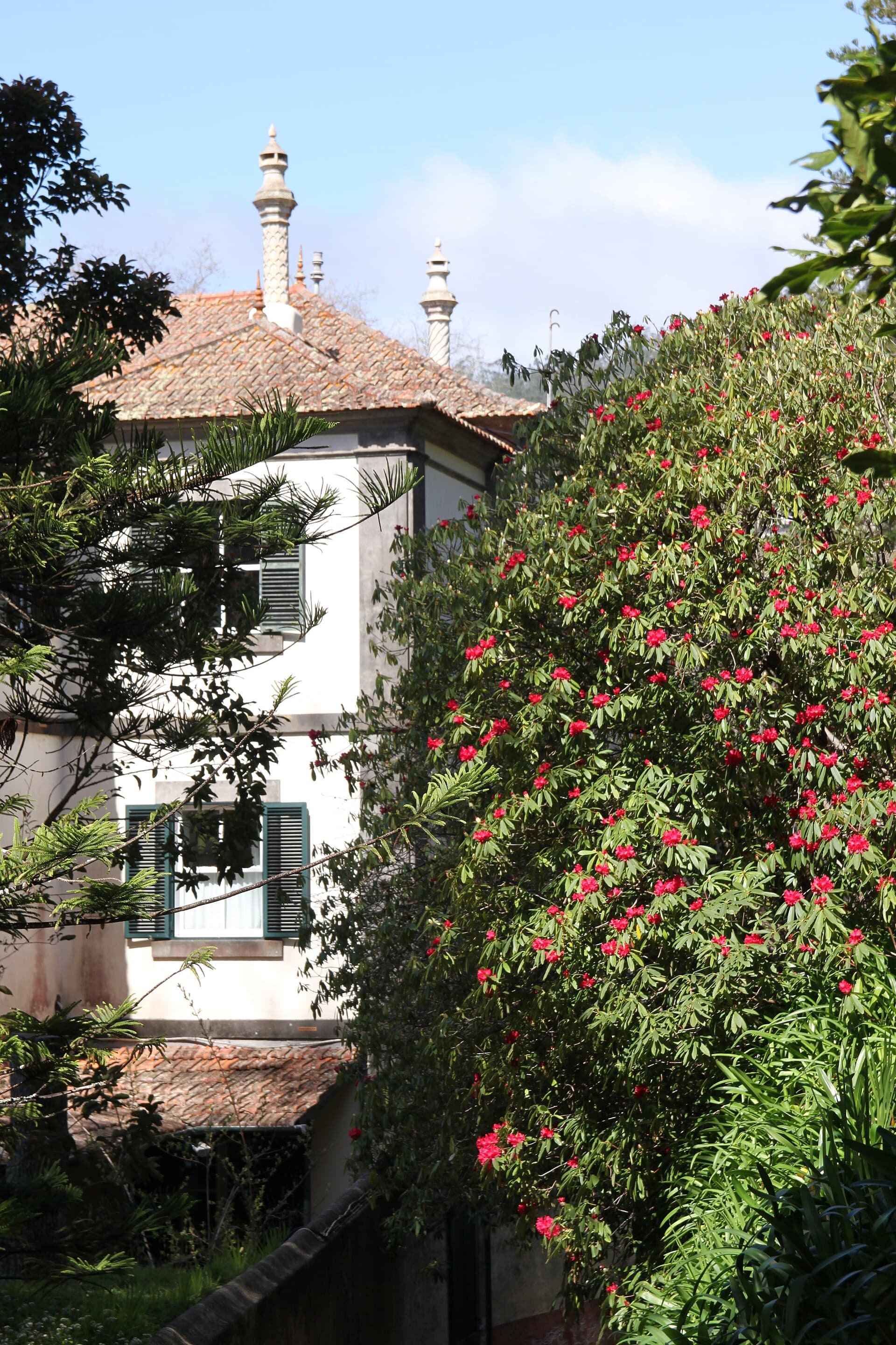 Palheiro Gardens — photo by muffinn from Worcester, UK, CC BY 2.0, via Wikimedia Commons