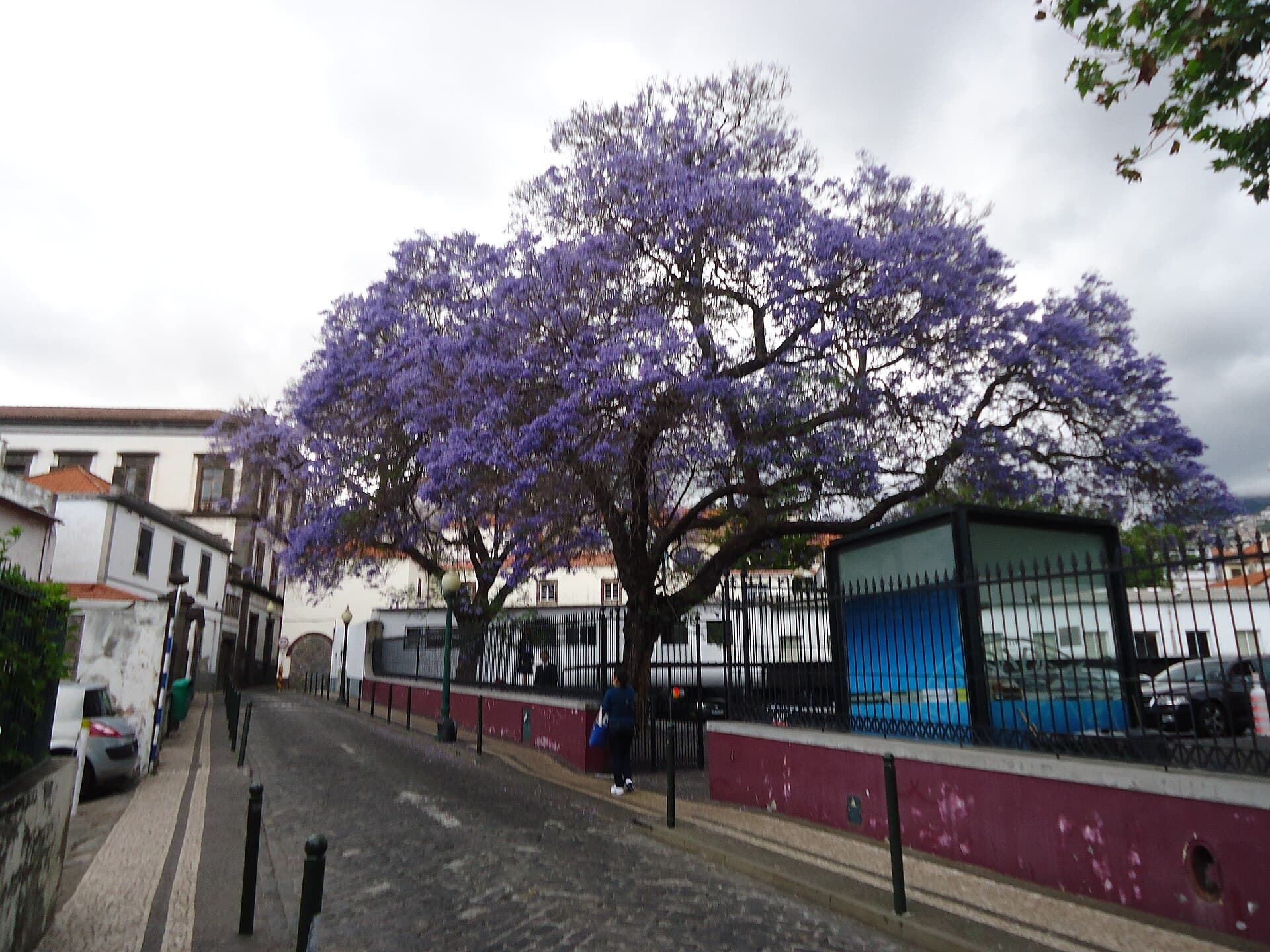 Rua do Castanheiro, Funchal old town — photo by PESP/ Wikimedia, CC BY-SA 4.0, via Wikimedia Commons