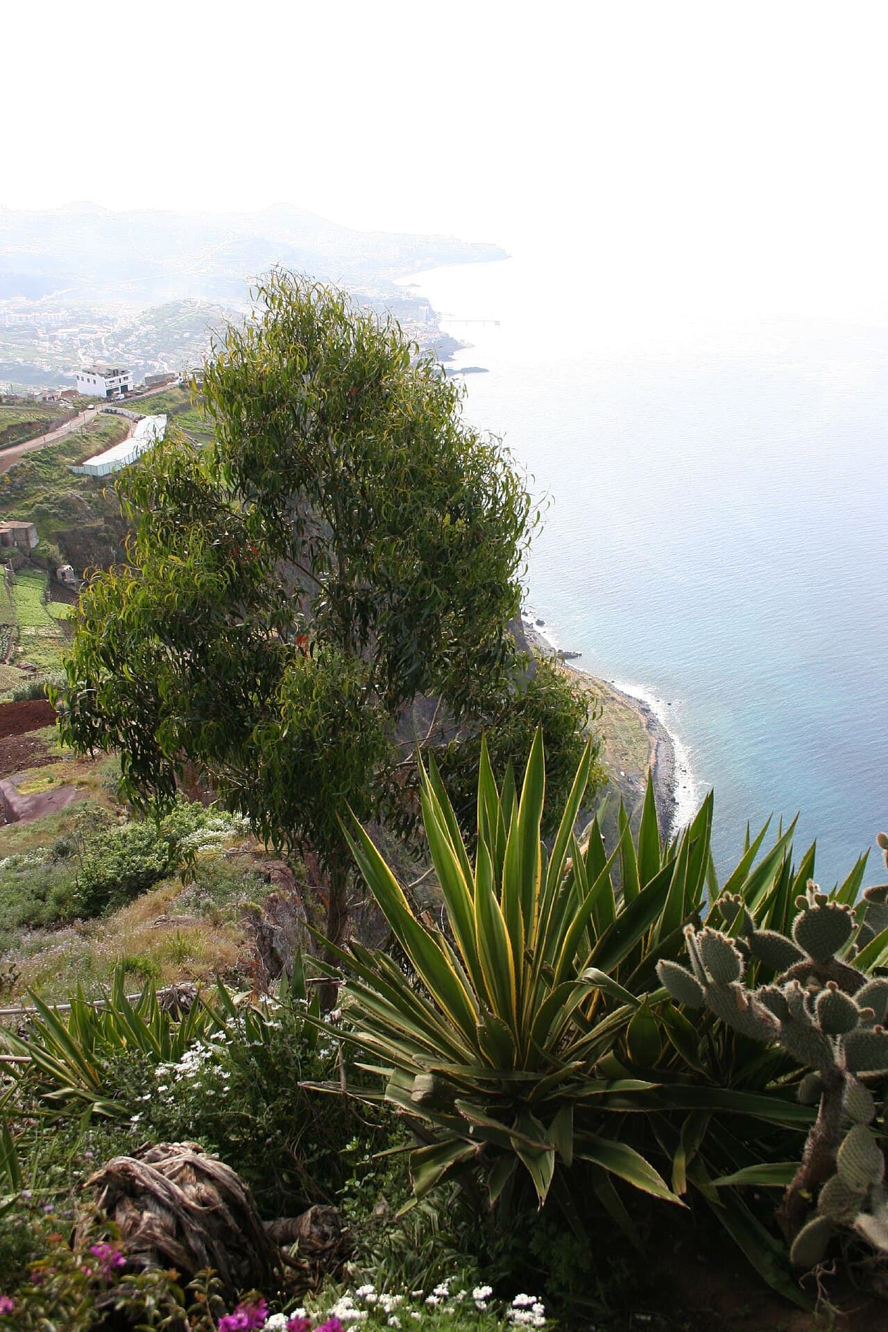 The southwest coast toward Cabo Girão — photo by Andy Hawkins, CC BY-SA 2.0, via Wikimedia Commons