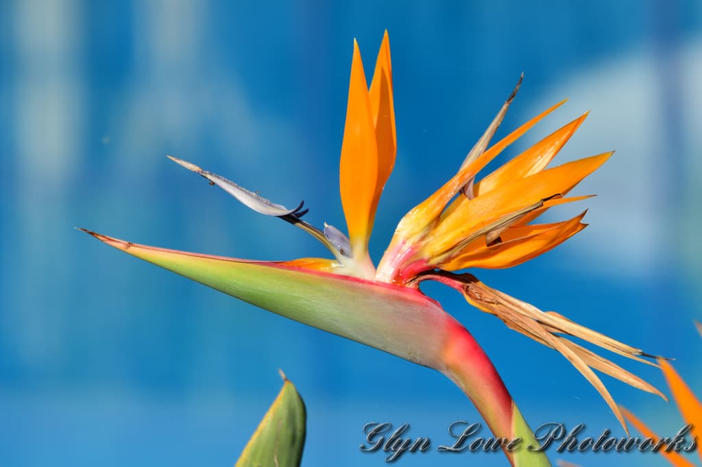 Funchal — photo by www.GlynLowe.com from Hamburg, Germany, CC BY 2.0, via Wikimedia Commons