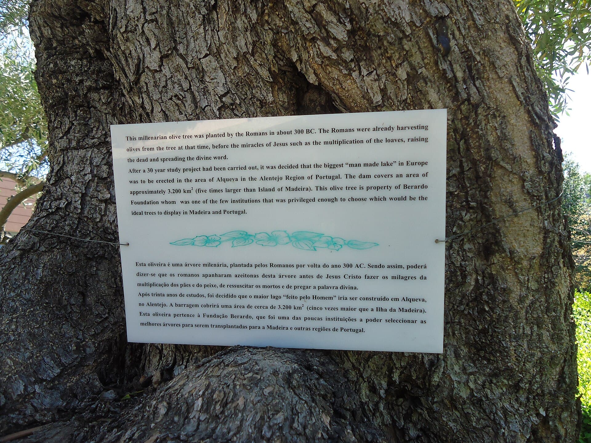 Royal Savoy — ancient olive tree — photo by PESP/ Wikimedia, CC BY-SA 4.0, via Wikimedia Commons