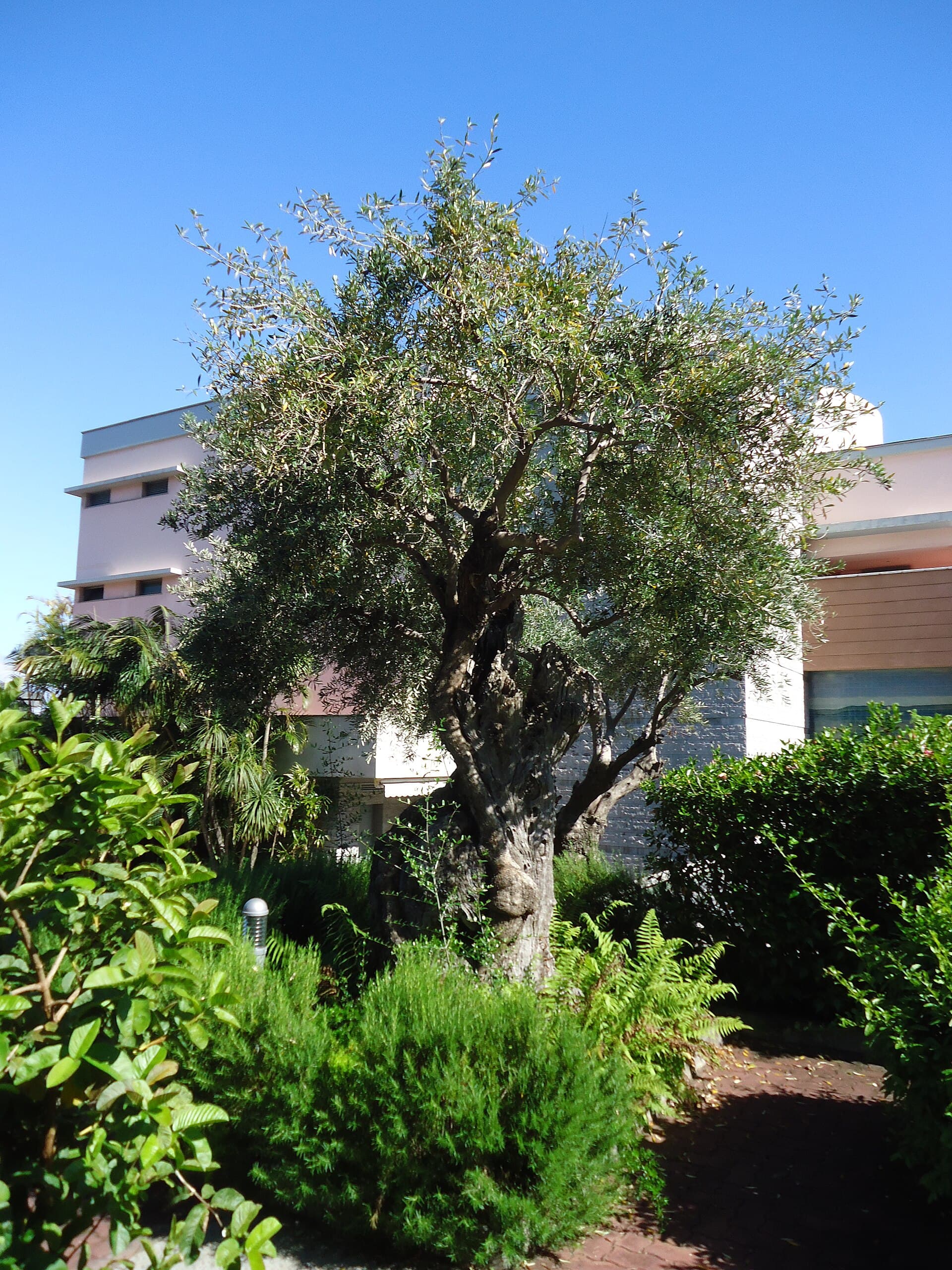 Royal Savoy — ancient olive tree — photo by PESP/ Wikimedia, CC BY-SA 4.0, via Wikimedia Commons