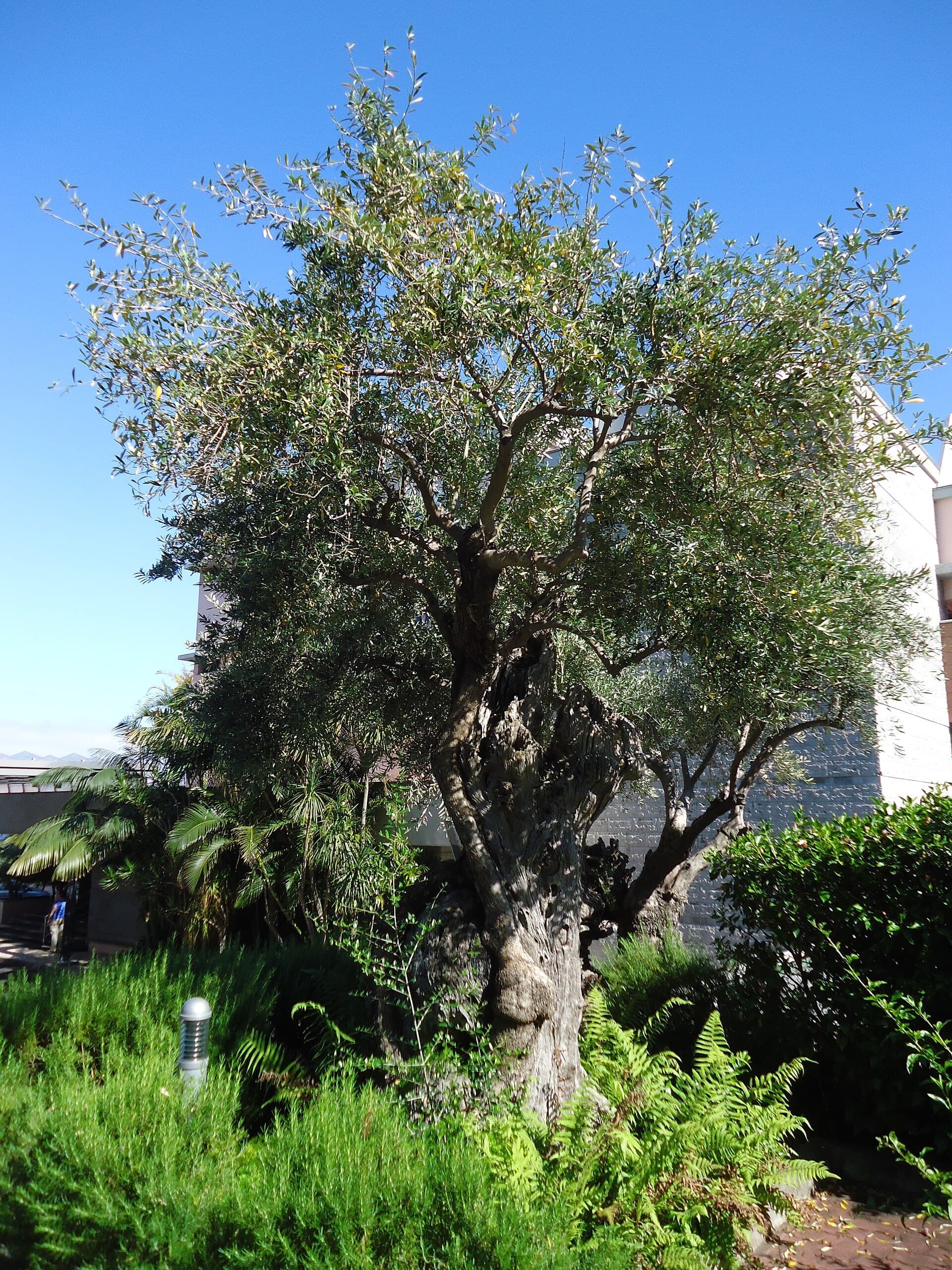 The millenary olive tree — photo by PESP/ Wikimedia, CC BY-SA 4.0, via Wikimedia Commons