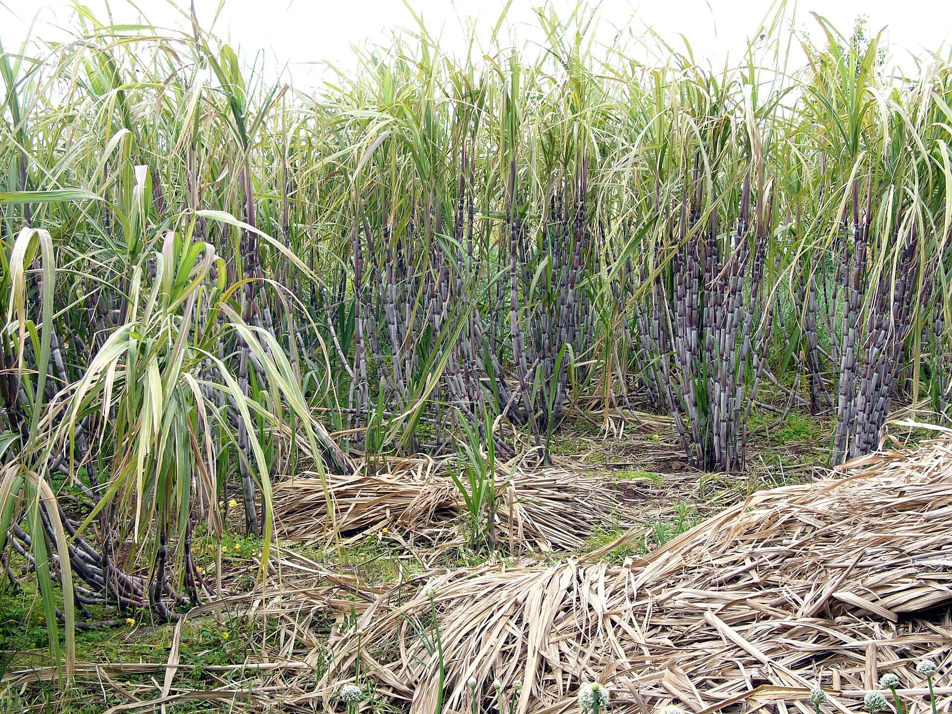 Sugar cane, Madeira — the resort’s design theme — photo by Hannes Grobe, CC BY-SA 2.5, via Wikimedia Commons